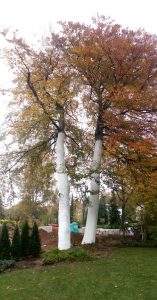 Baumschutz_gegen_Sonnenbrand