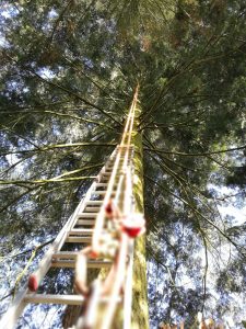 Von Totholz befreite Tanne.