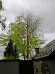 Einseitiges Verkahlen nach Wurzelkappung an einer alten Buche.