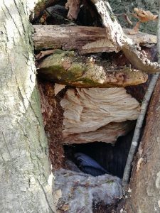 Habitat Hornissennest. Streng geschützt!