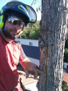 Wenn die Fällung längst überfällig ist.