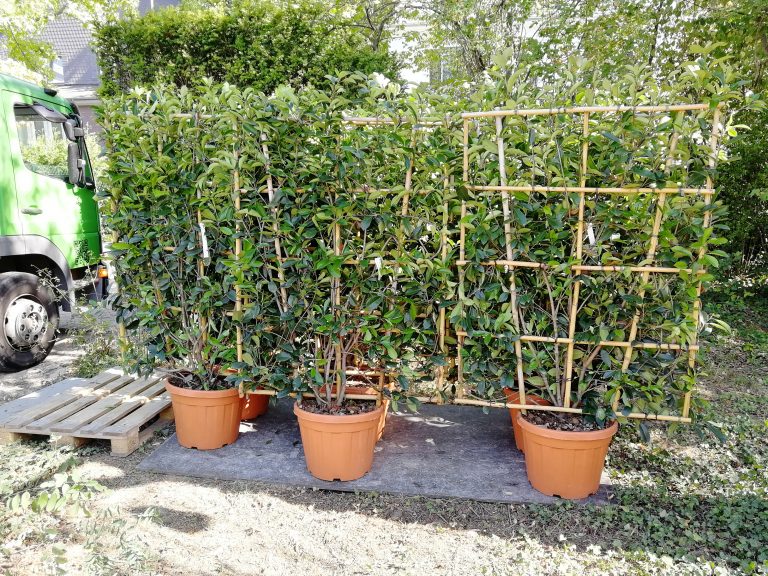 Noch im Pflanztopf. Spalier-Glanzmispeln.