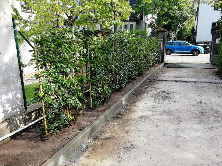 Glanzmispel Spaliere als Hecke.