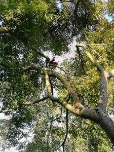 Wir kommen beinahe so weit wie das Eichhörnchen.