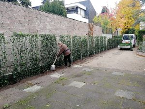 Efeu-Sichtschutz Elemente.