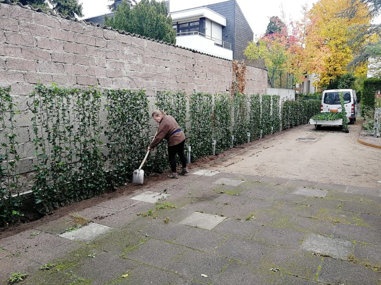 Efeu-Sichtschutz Elemente.