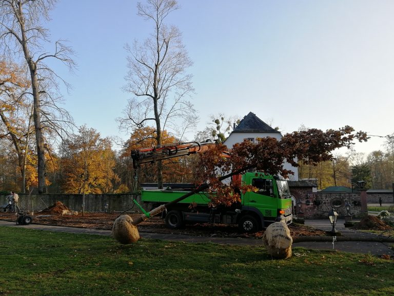 Frainetto-Eiche für Schlosspark Philippseich.