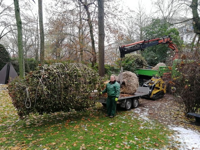 Glanzmispeln als Hochstammbaum.