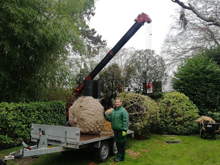 Bereit zum Verheben in das Pflanzloch.