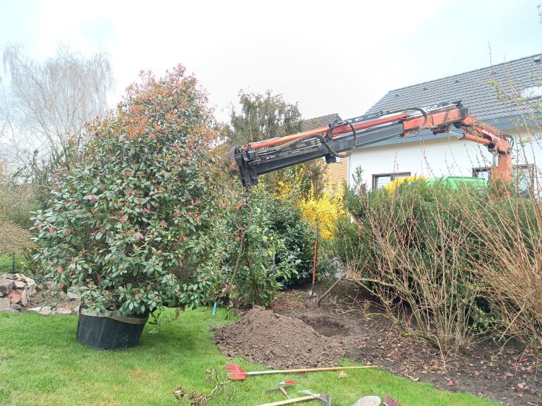 Vorbereiten des Pflanzlochs.