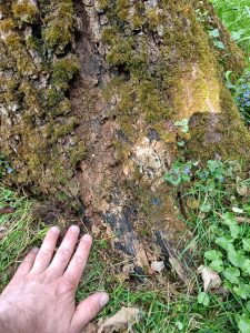 Brandkrustenpilz an Eichenstammfuß.