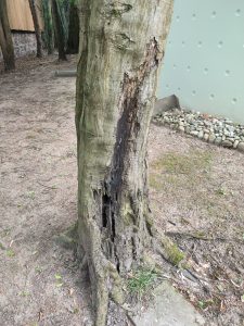 Hopfenbuche mit massivem Stammfußschaden.