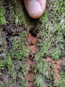 Oft unscheinbar. Ameisen Nesteingänge zwischen dem Moos an einer Eiche.