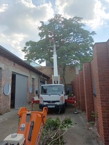 Götterbaum Kronenpflege begonnen.