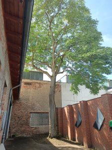 Fertiger gesunder Baum in gesäubertem Umfeld.