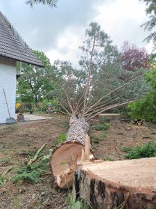 Mit Seilunterstützung sauber gefallen.