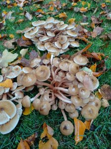 Heiliger Hallimasch.