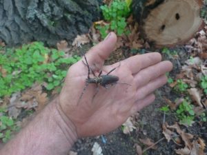 Heldbock o. Großer Eichenbock. Streng geschützt!