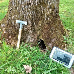 Wer darf Bäume kontrollieren?