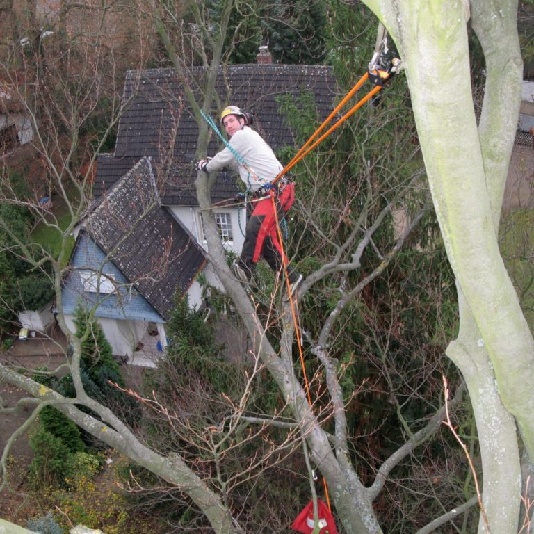 Mehr über den Artikel erfahren Wie oft sollte ein Baum geschnitten werden?